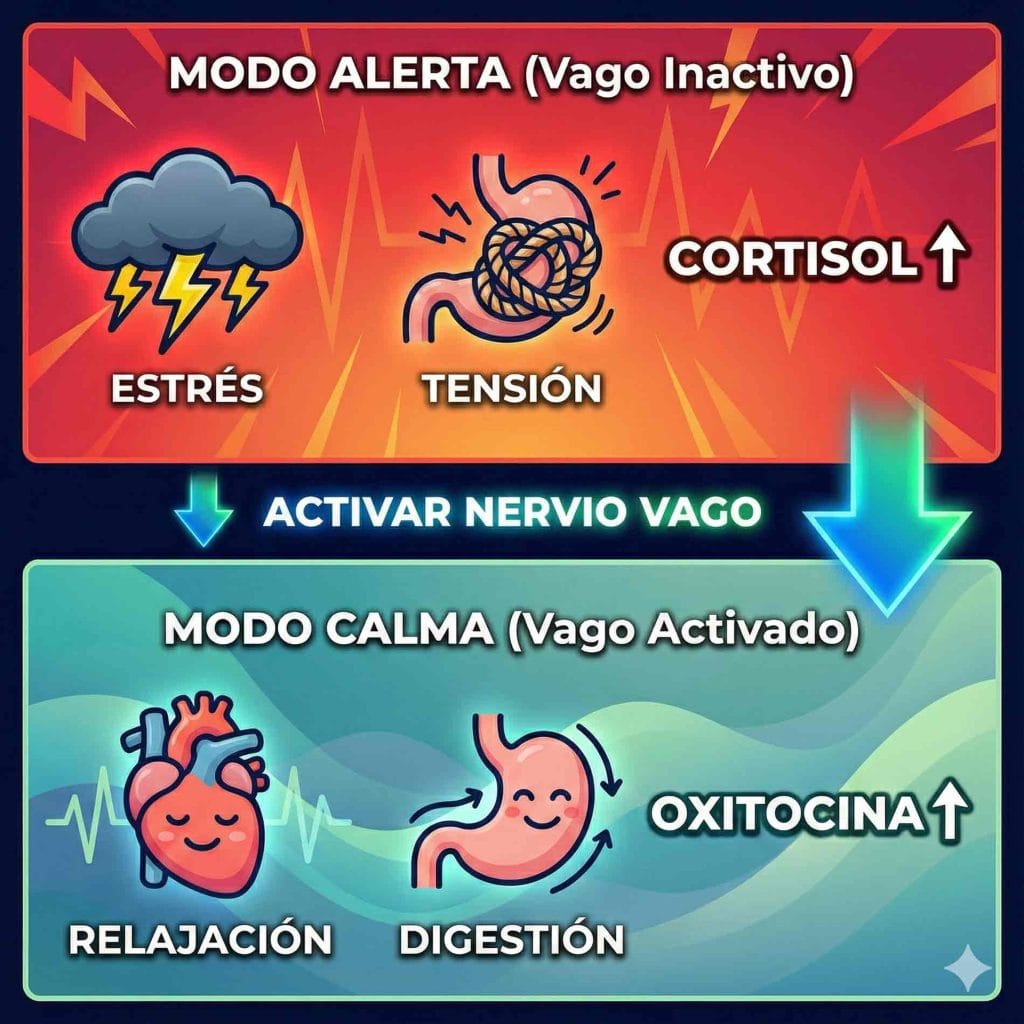 Infografía de cómo nos influye el cortisol y la oxitocina
